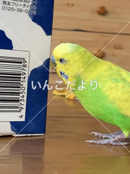 迷い鳥の写真