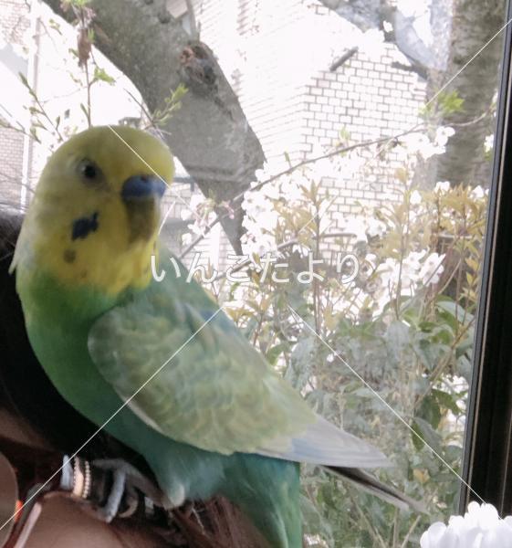 迷い鳥の写真