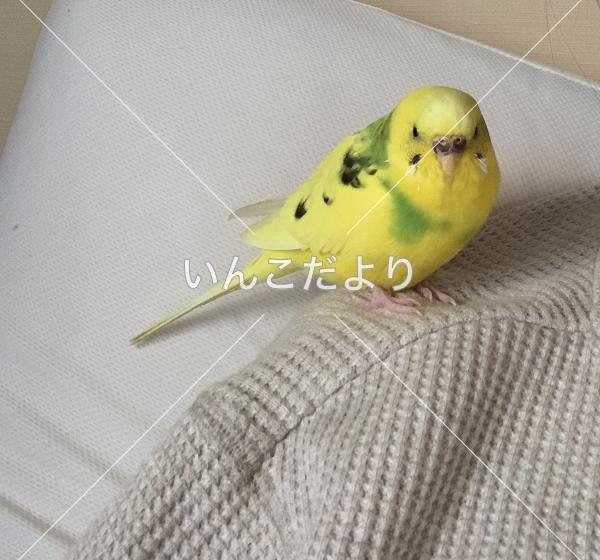 迷い鳥の写真