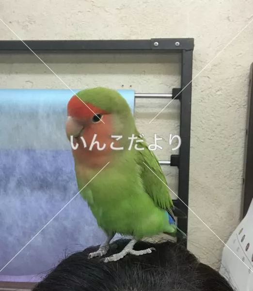 迷い鳥の写真
