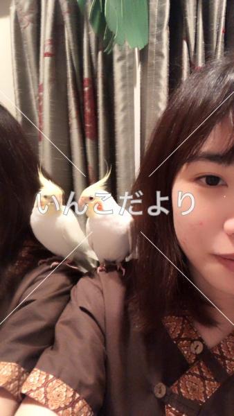 迷い鳥の写真