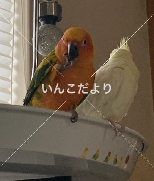 迷い鳥の写真