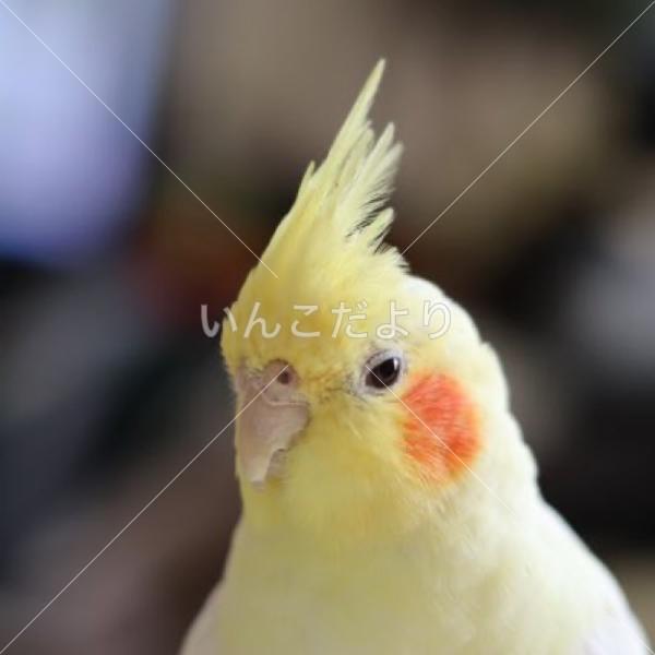 迷い鳥の写真