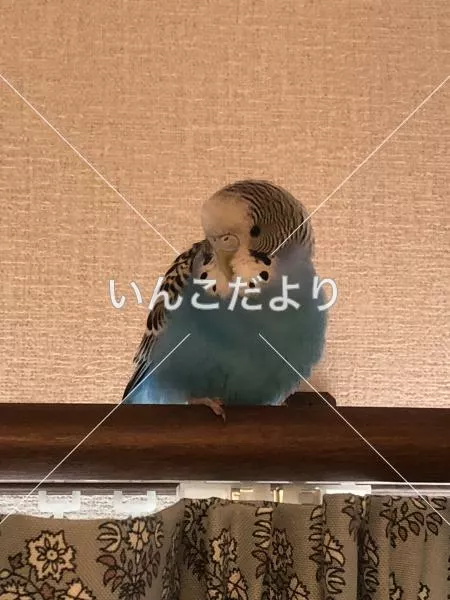 保護鳥の写真