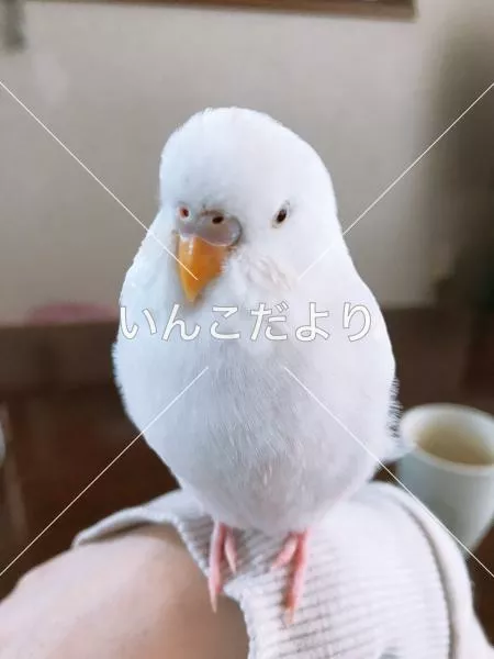 迷い鳥の写真