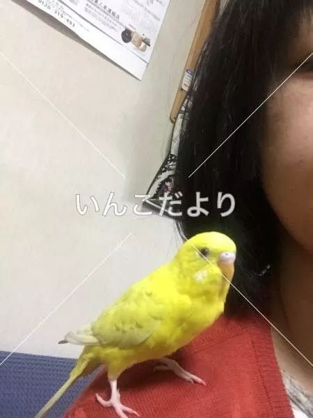 迷い鳥の写真