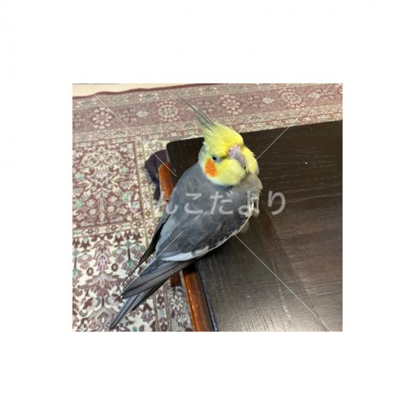 迷い鳥の写真