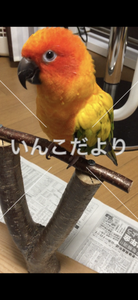 迷い鳥の写真
