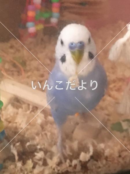 迷い鳥の写真