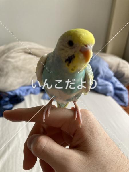 迷い鳥の写真