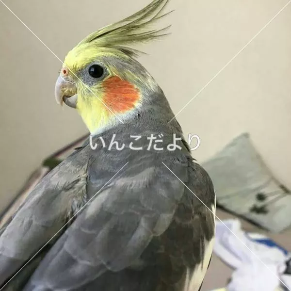 迷い鳥の写真