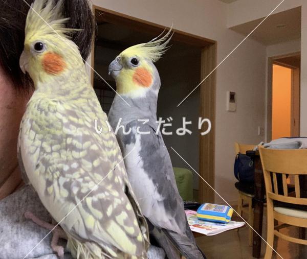 迷い鳥の写真