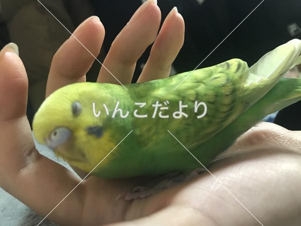 迷い鳥の写真