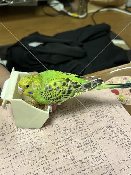 保護鳥の写真