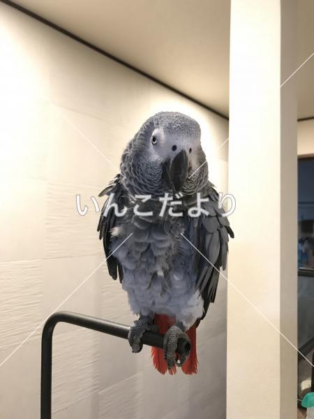 迷い鳥の写真