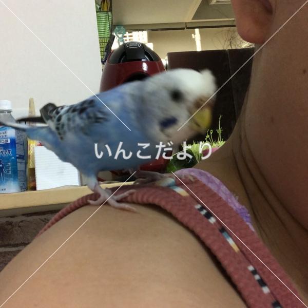 迷い鳥の写真