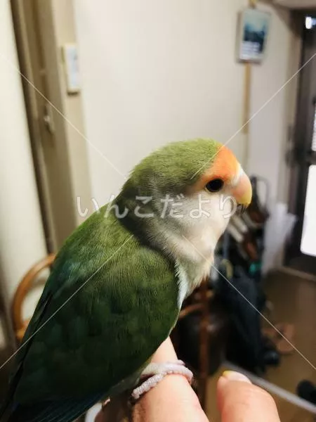 保護鳥の写真