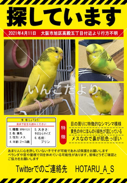 迷い鳥の写真