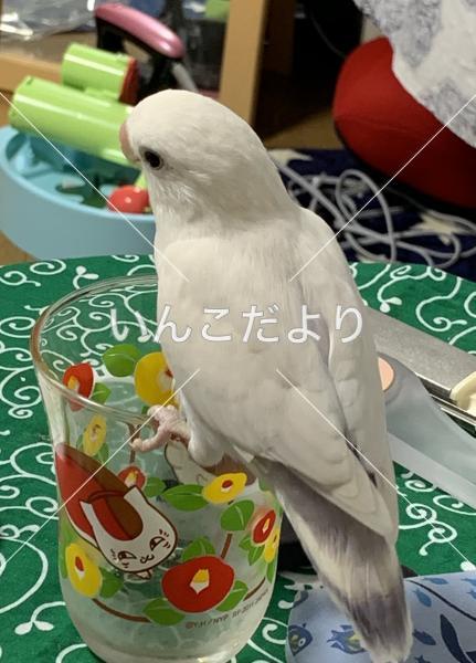 迷い鳥の写真