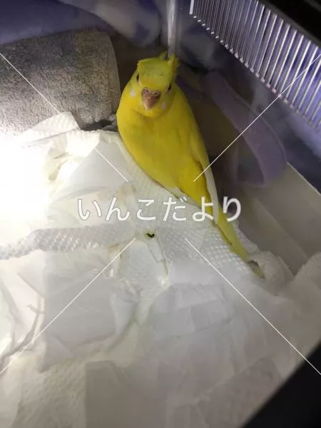 保護鳥の写真