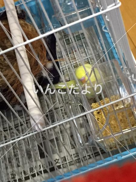 迷い鳥の写真