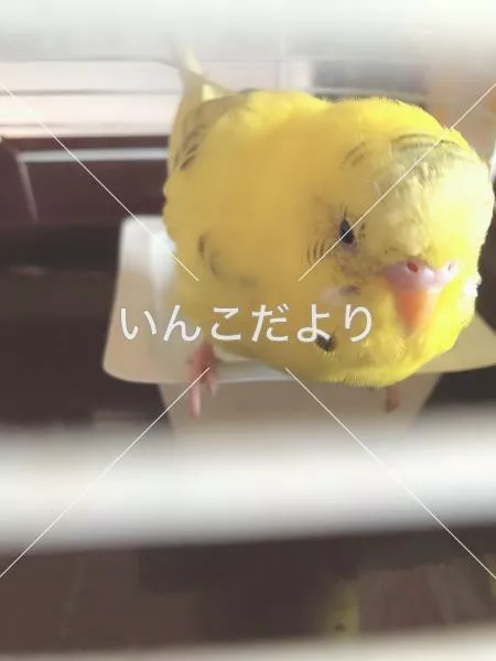 保護鳥の写真