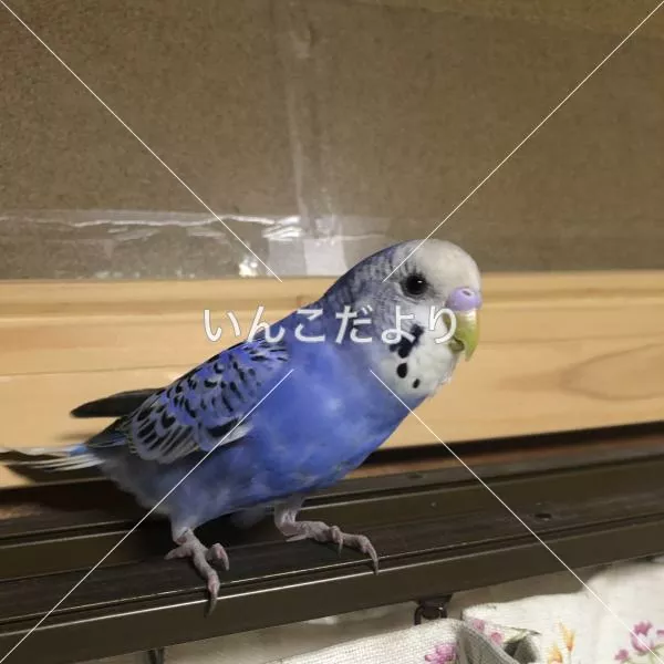 保護鳥の写真