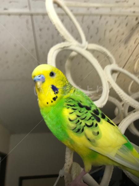 迷い鳥の写真