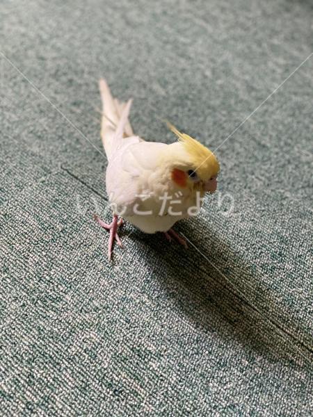 迷い鳥の写真