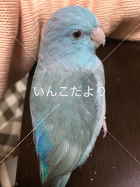 迷い鳥の写真