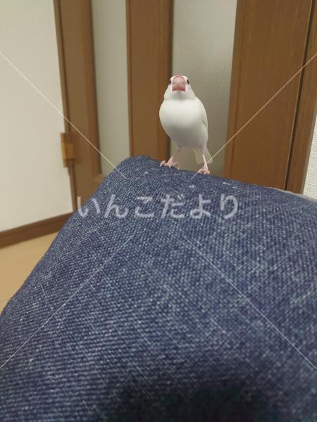 迷い鳥の写真