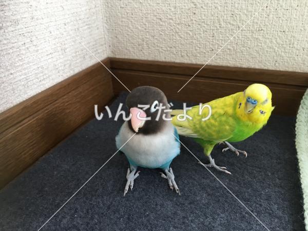 迷い鳥の写真