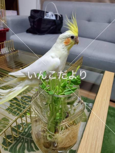 迷い鳥の写真