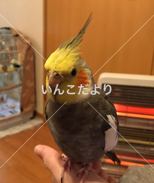 迷い鳥の写真