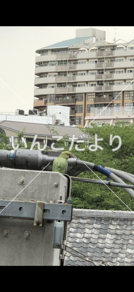 保護鳥の写真