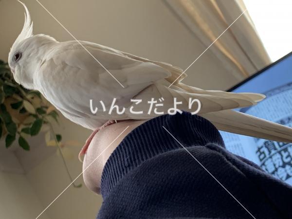 迷い鳥の写真