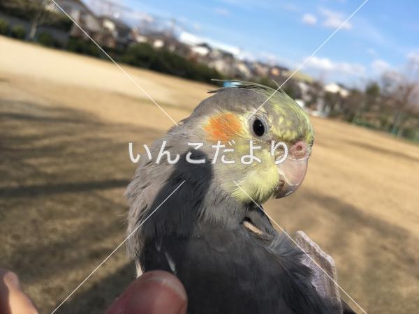 迷い鳥の写真