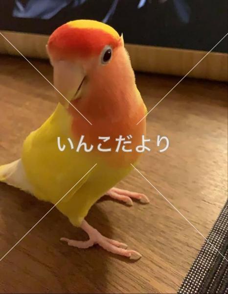 迷い鳥の写真