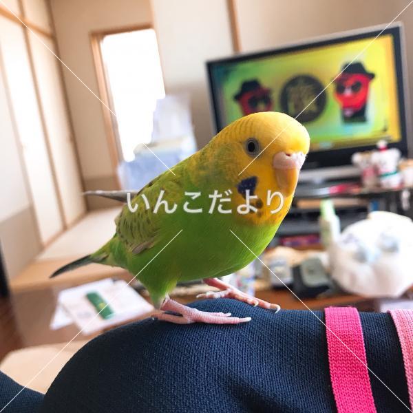 迷い鳥の写真