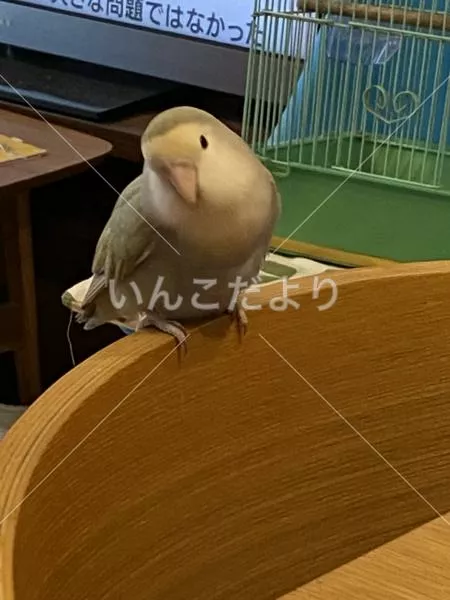 保護鳥の写真