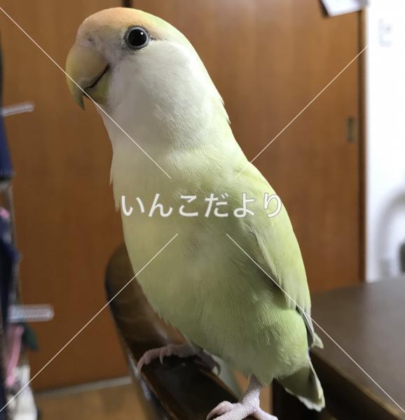 迷い鳥の写真
