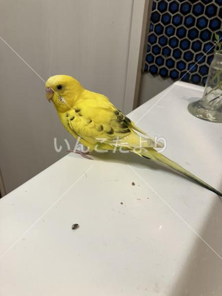 保護鳥の写真