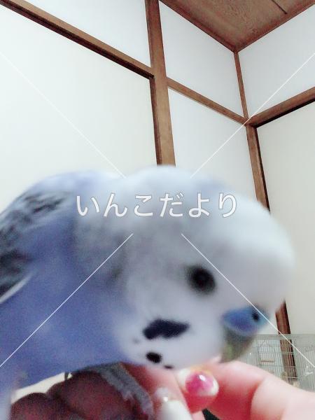 迷い鳥の写真