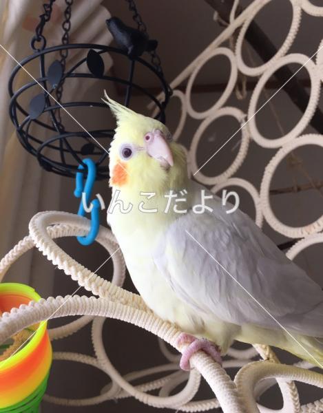 迷い鳥の写真