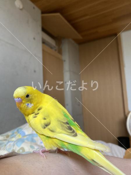 迷い鳥の写真