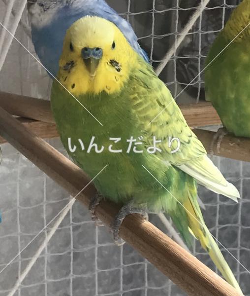 迷い鳥の写真