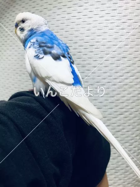 保護鳥の写真