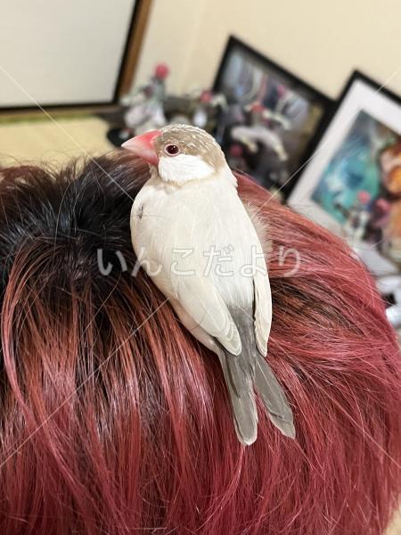 迷い鳥の写真