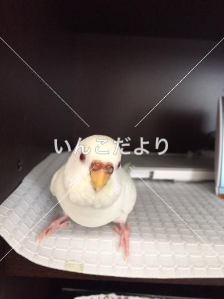 迷い鳥の写真