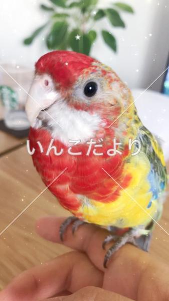 迷い鳥の写真